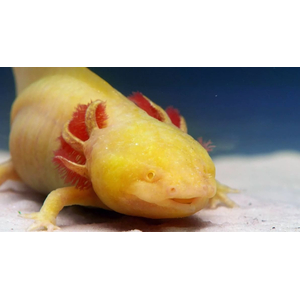 Золотой аксолотль — это неотеническая личинка мексиканской амбистомы (Ambystoma mexicanum). Золотыми аксолотлями называют одну из морф, у которых тело полностью или большая его часть окрашена в желтоватый цвет.