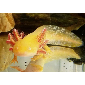 Золотой аксолотль — это неотеническая личинка мексиканской амбистомы (Ambystoma mexicanum). Золотыми аксолотлями называют одну из морф, у которых тело полностью или большая его часть окрашена в желтоватый цвет.