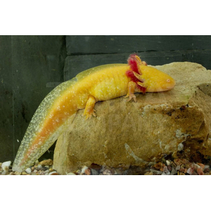 Золотой аксолотль — это неотеническая личинка мексиканской амбистомы (Ambystoma mexicanum). Золотыми аксолотлями называют одну из морф, у которых тело полностью или большая его часть окрашена в желтоватый цвет.