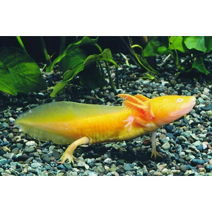 Золотой аксолотль — это неотеническая личинка мексиканской амбистомы (Ambystoma mexicanum). Золотыми аксолотлями называют одну из морф, у которых тело полностью или большая его часть окрашена в желтоватый цвет.