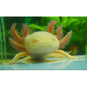 Золотой аксолотль — это неотеническая личинка мексиканской амбистомы (Ambystoma mexicanum). Золотыми аксолотлями называют одну из морф, у которых тело полностью или большая его часть окрашена в желтоватый цвет.