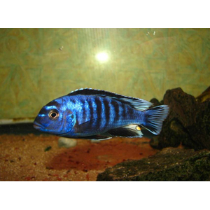 ПСЕВДОТРОФЕУС САУЛОЗИ