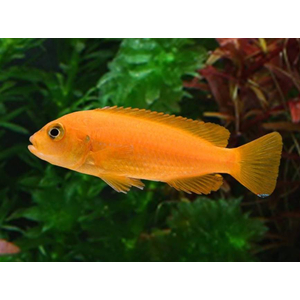 ПСЕВДОТРОФЕУС САУЛОЗИ