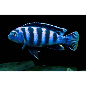 ПСЕВДОТРОФЕУС САУЛОЗИ