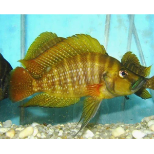 Altolamprologus compressiceps "red fin"