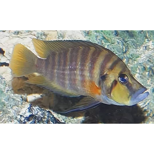 Altolamprologus compressiceps "red fin"