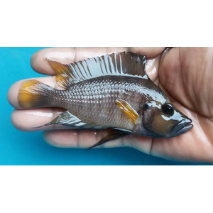 Altolamprologus compressiceps "red fin"Altolamprologus compressiceps "red fin"