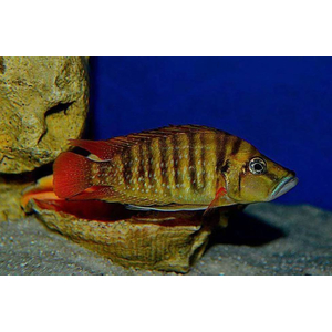 Altolamprologus compressiceps "red fin"