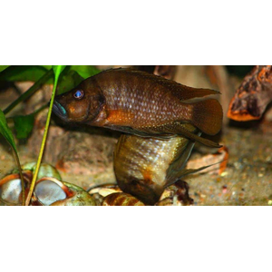 Altolamprologus compressiceps "red fin"