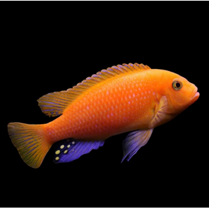 Псевдотрофеус зебра красная (Pseudotropheus sp. Red Zebra) — аквариумная рыбка из семейства цихлид группы Мбуна. Относится к эндемикам африканского озера Малави (Восточная Африка).