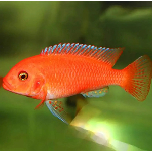 Псевдотрофеус зебра красная (Pseudotropheus sp. Red Zebra) — аквариумная рыбка из семейства цихлид группы Мбуна. Относится к эндемикам африканского озера Малави (Восточная Африка).