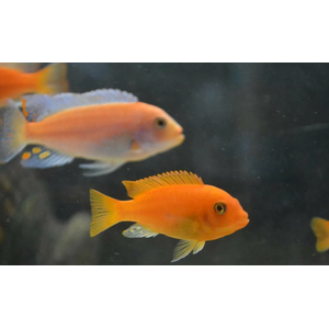 Псевдотрофеус зебра красная (Pseudotropheus sp. Red Zebra) — аквариумная рыбка из семейства цихлид группы Мбуна. Относится к эндемикам африканского озера Малави (Восточная Африка).