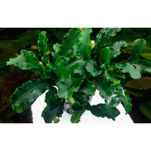 БУЦЕФАЛАНДРА ЗЕЛЕНАЯ ВОЛНА