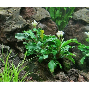 БУЦЕФАЛАНДРА ЗЕЛЕНАЯ ВОЛНА