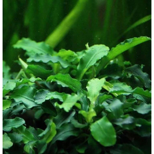 БУЦЕФАЛАНДРА ЗЕЛЕНАЯ ВОЛНА