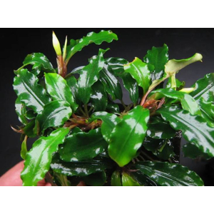 БУЦЕФАЛАНДРА ЗЕЛЕНАЯ ВОЛНА