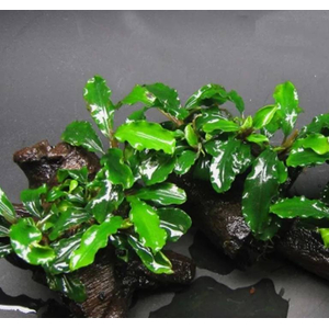 БУЦЕФАЛАНДРА ЗЕЛЕНАЯ ВОЛНА