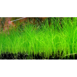 СИТНЯГ ЭЛЕОХАРИС