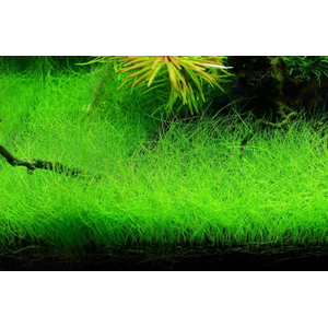 СИТНЯГ ЭЛЕОХАРИС