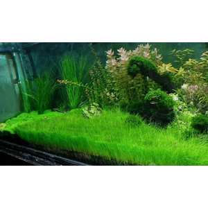 СИТНЯГ ЭЛЕОХАРИССИТНЯГ ЭЛЕОХАРИС