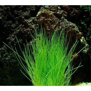 СИТНЯГ ЭЛЕОХАРИС