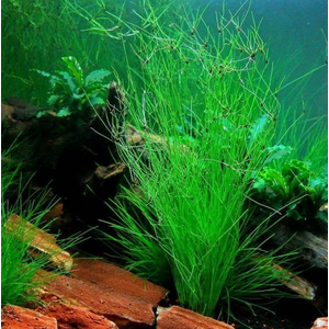 СИТНЯГ ЭЛЕОХАРИС