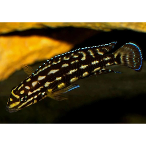 Юлидохромис Марлиера (Julidochromis marlieri) — пресноводная лучепёрая рыбка из семейства Цихловые, эндемик африканского озера Танганьика. Видовой эпитет получил в честь бельгийского ихтиолога Марлье, которому выловил первых особей в озере.