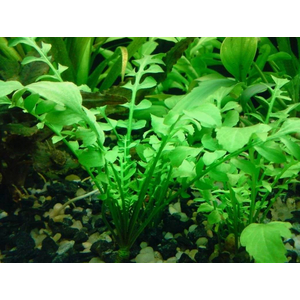 РОРИППА ВОДНАЯ