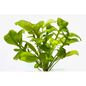 РОРИППА ВОДНАЯ