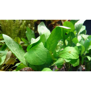 РОРИППА ВОДНАЯ