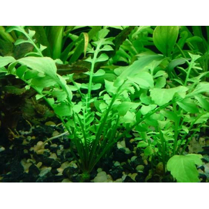 РОРИППА ВОДНАЯ