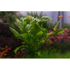 РОРИППА ВОДНАЯ