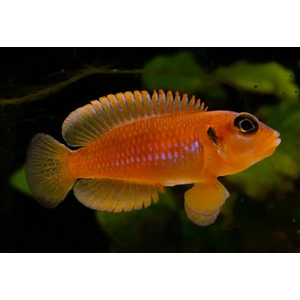 Lamprologus ocellatus orange