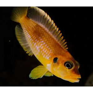 Lamprologus ocellatus orange