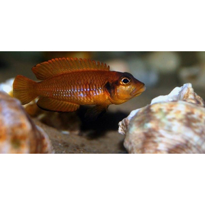 Lamprologus ocellatus orange