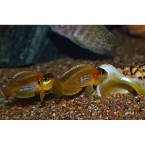 Lamprologus ocellatus orange