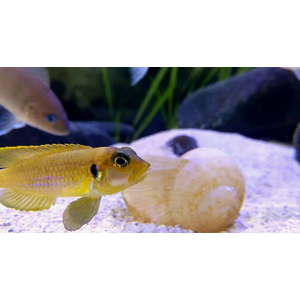 Lamprologus ocellatus orange