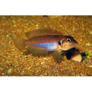 Lamprologus ocellatus orange