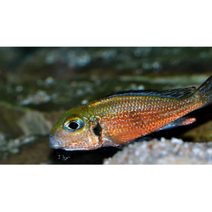 Callochromis macrops red ndole