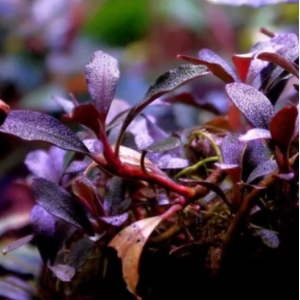 БУЦЕФАЛАНДРА МИНИ ЧЕРНЫЙ КОВЕР - Bucephalandra mini black carpet