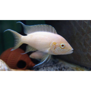 Neolamprologus brichardi Albino