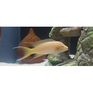 Neolamprologus brichardi Albino