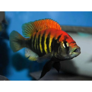 ХАПЛОХРОМИС НАЙЕРЕРИ КРАСНОСПИННЫЙ - Haplochromis nyererei