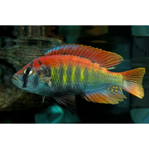 ХАПЛОХРОМИС НАЙЕРЕРИ КРАСНОСПИННЫЙ - Haplochromis nyererei