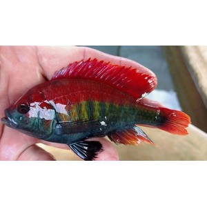 ХАПЛОХРОМИС НАЙЕРЕРИ КРАСНОСПИННЫЙ - Haplochromis nyererei