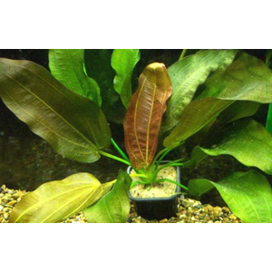 ЭХИНОДОРУС СТАНЕК