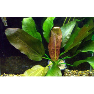 ЭХИНОДОРУС СТАНЕК