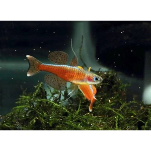 Pseudomugil paskai Red Neon — вид пресноводных рыбок, также известный как псевдомугил паскай (синеглазка «Красный неон»). Впервые в продаже появился в 2011 году.