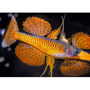 Pseudomugil paskai Red Neon — вид пресноводных рыбок, также известный как псевдомугил паскай (синеглазка «Красный неон»). Впервые в продаже появился в 2011 году.