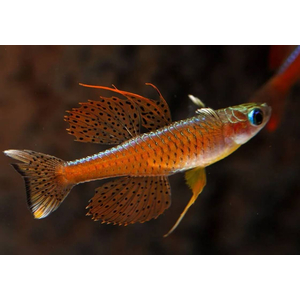 Pseudomugil paskai Red Neon — вид пресноводных рыбок, также известный как псевдомугил паскай (синеглазка «Красный неон»). Впервые в продаже появился в 2011 году.